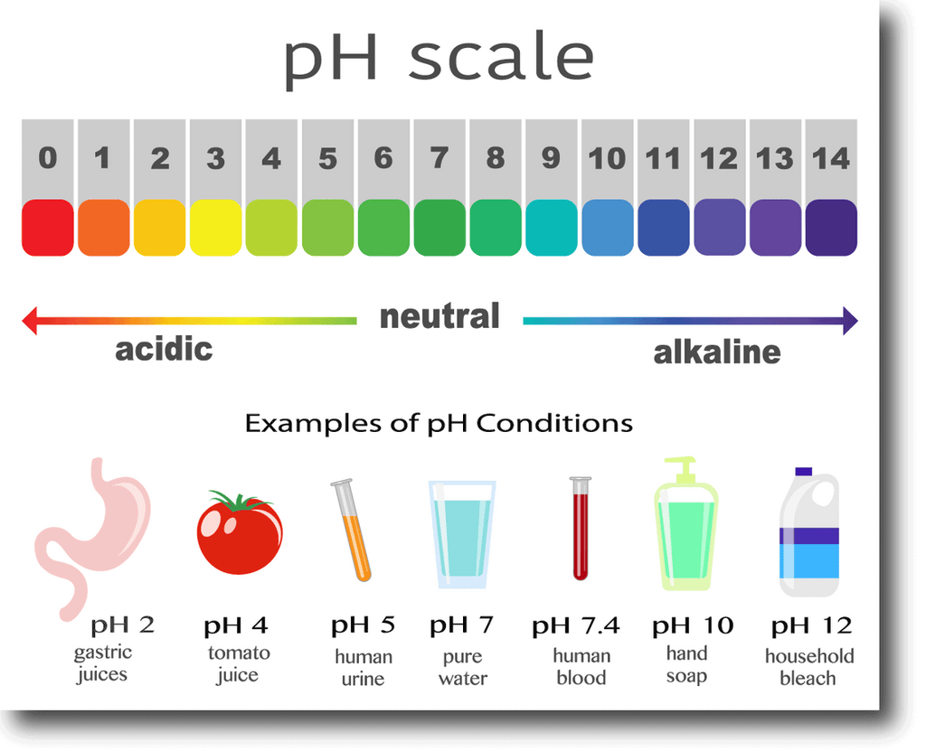 The importance of slightly alkaline blood pH