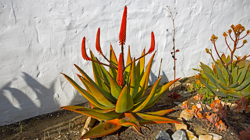 Aloe Ferox (Cape aloe) as an ingredient in Colon Cleanse